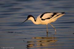 Sbelschnbler  - Zum Vergroessern klicken!